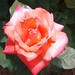 Christopher Rose Photo 51