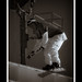 Anthony Mathews Photo 46