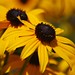 Susan Rawlins Photo 9