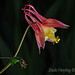 Joe Bloom Photo 22