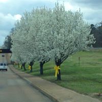 Susan Helms Photo 26
