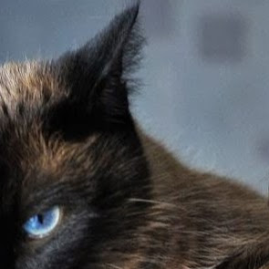 Nelson Green Photo 7