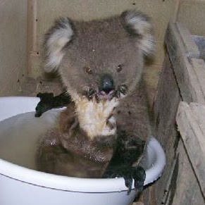 Julia Elizondo Photo 10