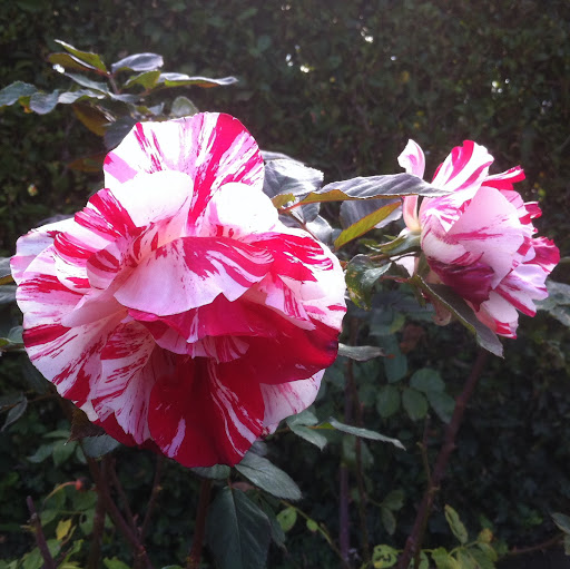 Patricia Mcfadden Photo 33