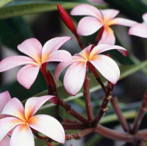 Carol Russell Photo 7 Carol Russell Photo 7