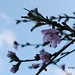 April Bloom Photo 19