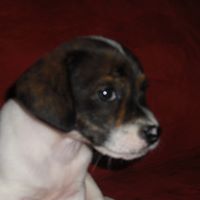 Cynthia Pressley Photo 14