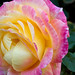 Heather Rose Photo 17
