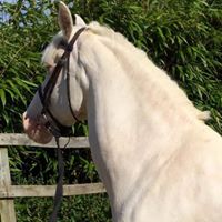 Lesley Ingram Photo 12