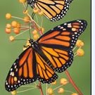 Linda Rhodes Photo 10