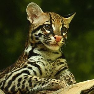 Candace Fournier Photo 6