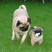 Bruce Whetstone Photo 5