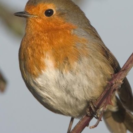 Robin Hamnett Photo 4