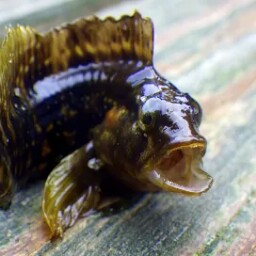 Patrick Kerwin Photo 31