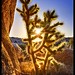 Joshua Parks Photo 34