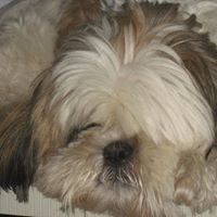 Nancy Ackermann Photo 13
