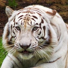 Will Howell Photo 30