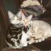 Linda Chrystal Photo 11