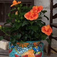 Kathy Pearson Photo 41