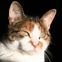 Albert Howell Photo 21