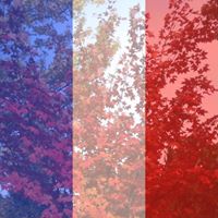 Jeanette Chapman Photo 14