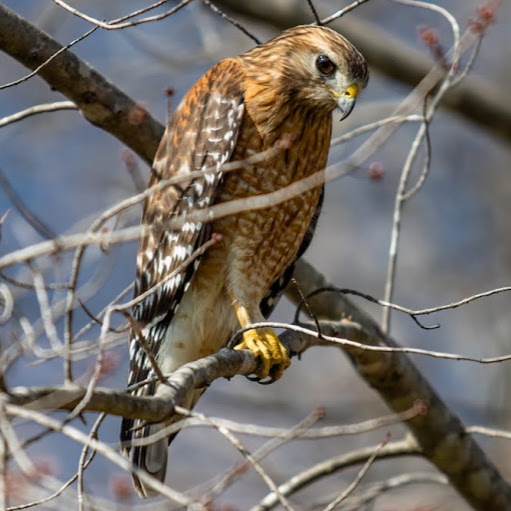 Joseph Hawk Photo 4