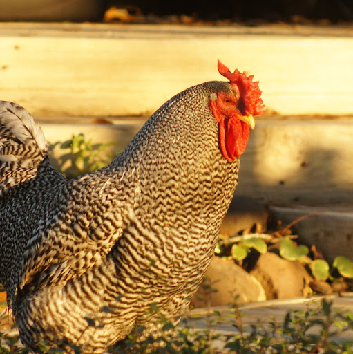 Norma Lewis Photo 18