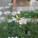 Daisy Hall Photo 39