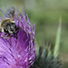 Robin Stoops Photo 15
