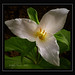 Jeffrey Tryon Photo 11