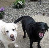 Dawn Thornton Photo 10