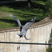 Charles Bird Photo 13