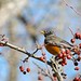 Robin Wolfe Photo 14