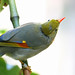 Robin Reynolds Photo 3
