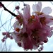 April Rains Photo 25