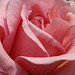 Constance Rose Photo 18