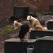 Jennifer Greenland Photo 5