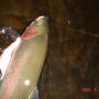 Tom Shockley Photo 22