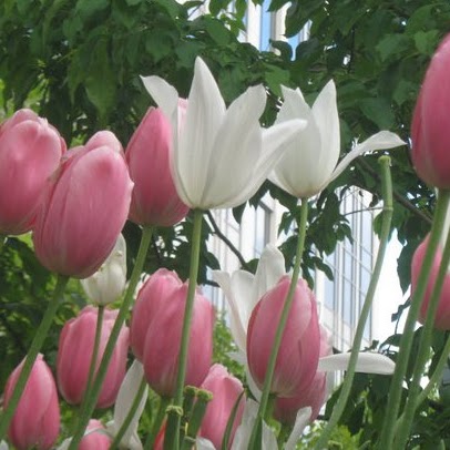 Irene Campbell Photo 24