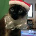 Merry Chang Photo 15