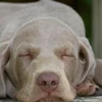 Dorothy Hayes Photo 13