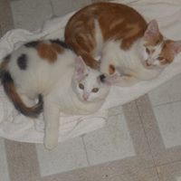 Janice Fehrman Photo 1