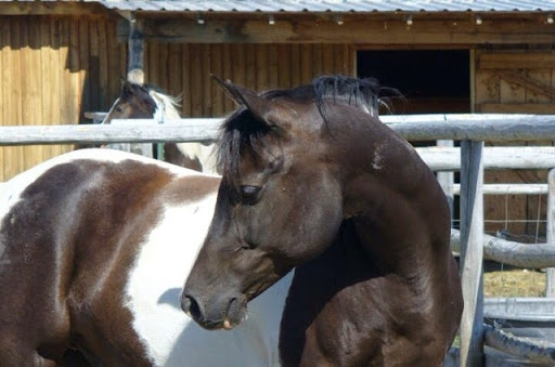 Donna Krieger Photo 2