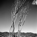 Joshua Skelton Photo 39