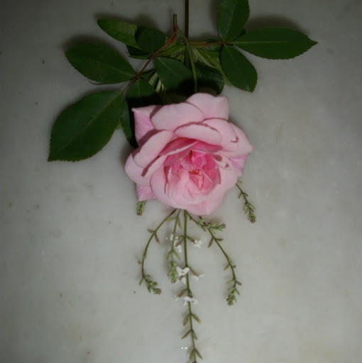 Patricia Falcone Photo 7