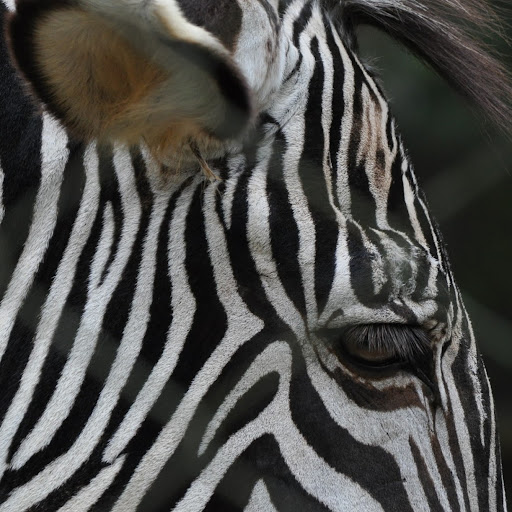 Julia Chancey Photo 1