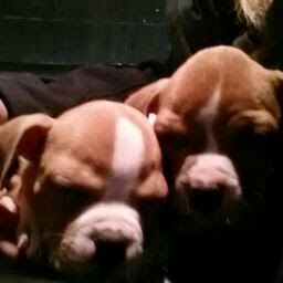 Darlene Grant Photo 32