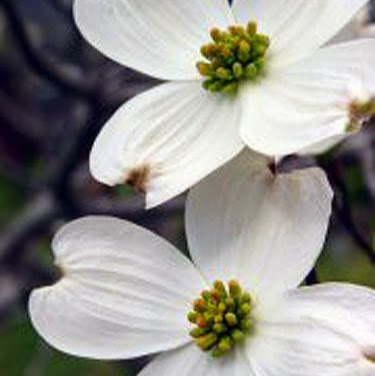 Pamela Lancaster Photo 22