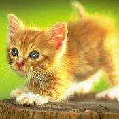 Nicholas Rosales Photo 12