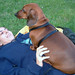Kelly Wiener Photo 13